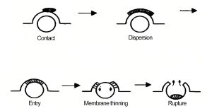 Schematic diagram of the principle of silicone defoamer