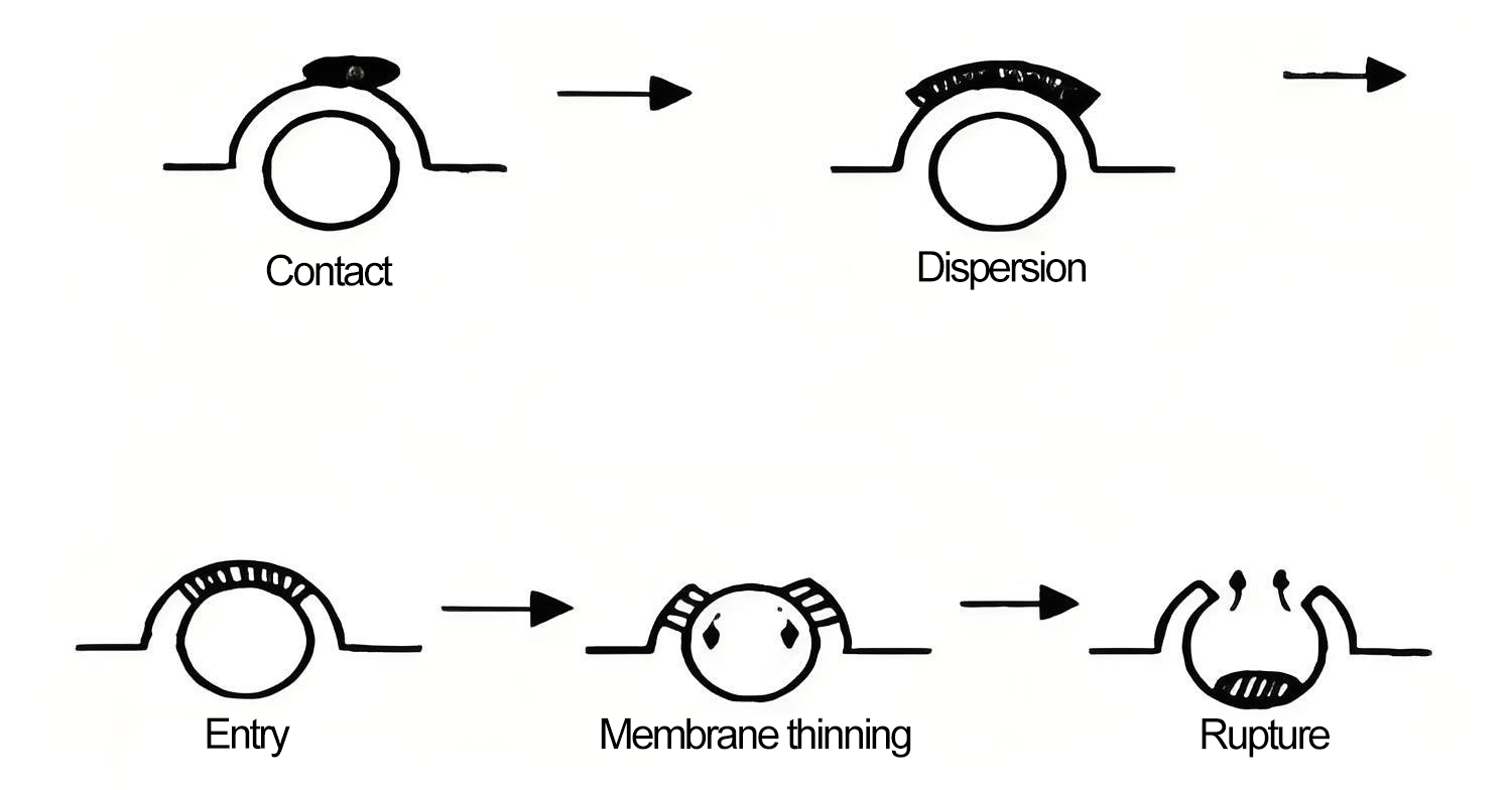Silicone-Based Defoamers: Working Principles, Advantages ...